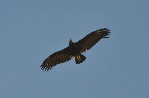 Um condor plana sobre os abismos do Canyon Colca, região de Arequipa, no Peru